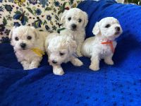 chłopcy - 5 tygodni